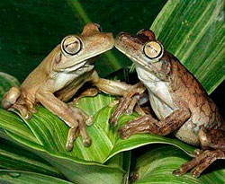 Kissing Frogs